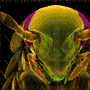 A Blue Perspective: Pest control